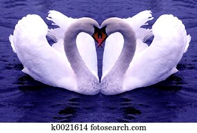 Swans Hearts Swans Hearts