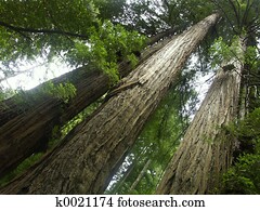 Towering Redwoods