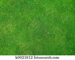 verde, grama verde