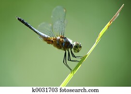 Dragonfly Dragonfly