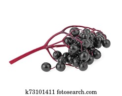 Elderberries with twig isolated on white background. Black elderberry fresh fruit. Elderberries with twig isolated on white background. Black elderberry fresh fruit.
