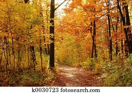 Fall Fall