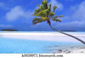 Paradise Palm Paradise Palm