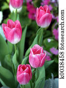 Pink Tulips