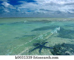 Starfish in Water Starfish in Water