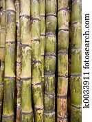 Sugar cane