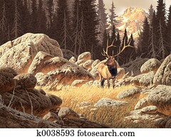 Yellowstone Elk Yellowstone Elk