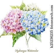 הידראנגאה, ריח