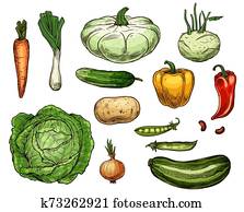 Cabbage, carrot, onion, potato, pepper veggies Cabbage, carrot, onion, potato, pepper veggies