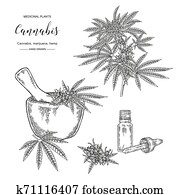 Cannabis sativa or cannabis indica plant. Marijuana leaves and seeds. Medical and cosmetic herbs. Botanical vector illustration. Black and white. Cannabis sativa or cannabis indica plant. Marijuana leaves and seeds. Medical and cosmetic herbs. Botanical vector illustration. Black and white.
