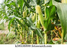 corn field corn field