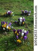 crocus field crocus field