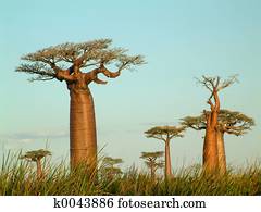 field of baobabs