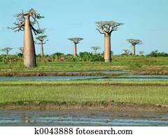 Group of baobabs
