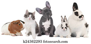 Group of different pets Group of different pets
