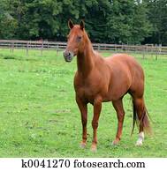 Horse Horse