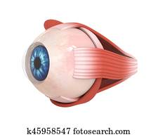 Human Eye Extraocular Muscles Human Eye Extraocular Muscles