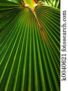 Palm Leaf- Palmaceae