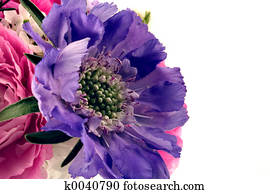 primavera, cor, respingo