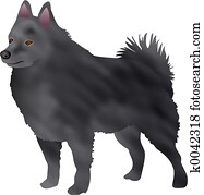 schipperke