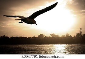Sea gull at sunset
