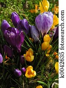 Spring! Spring!