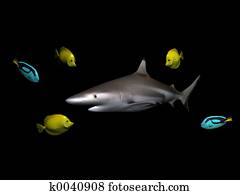 כריש, ו, דגים