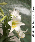 לילי, ו, השקה