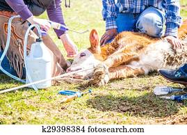Branding newly born calves on the farm Branding newly born calves on the farm