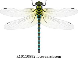Dragonfly Dragonfly