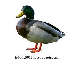 Duck Duck