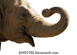 Elephant head Elephant head