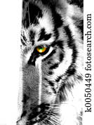 Eye of The Tiger Eye of The Tiger