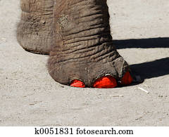 Fashionable elephant Fashionable elephant