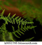 Fern