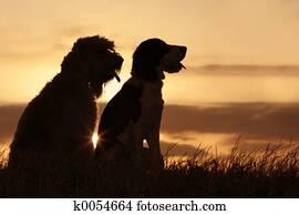 Friends at sunset Friends at sunset