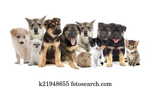 group of pets group of pets