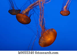 Jellyfish Jellyfish