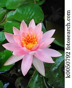 Lotus Flower Lotus Flower