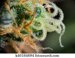 planta maconha, macro