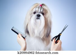 shih tzu, cachorro cuidando