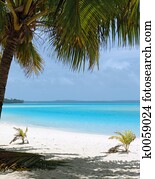 árvore palma, ligado, praia