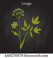 לוואג, לאויסטיכאם ופיכינאל, ,, של בישול, ו, עשב תרופתי