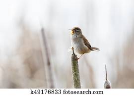 Brown Marsh Wren Brown Marsh Wren
