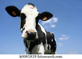 Cow Cow
