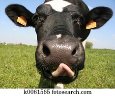 Cow Cow