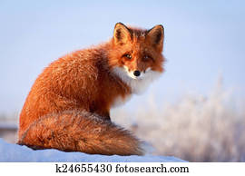 fox fox
