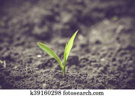 Green corn sprout in black soil Green corn sprout in black soil