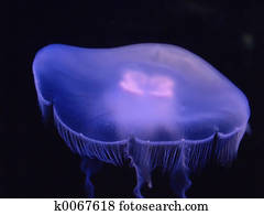 Jellyfish Jellyfish