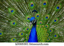 peacock fanning peacock fanning